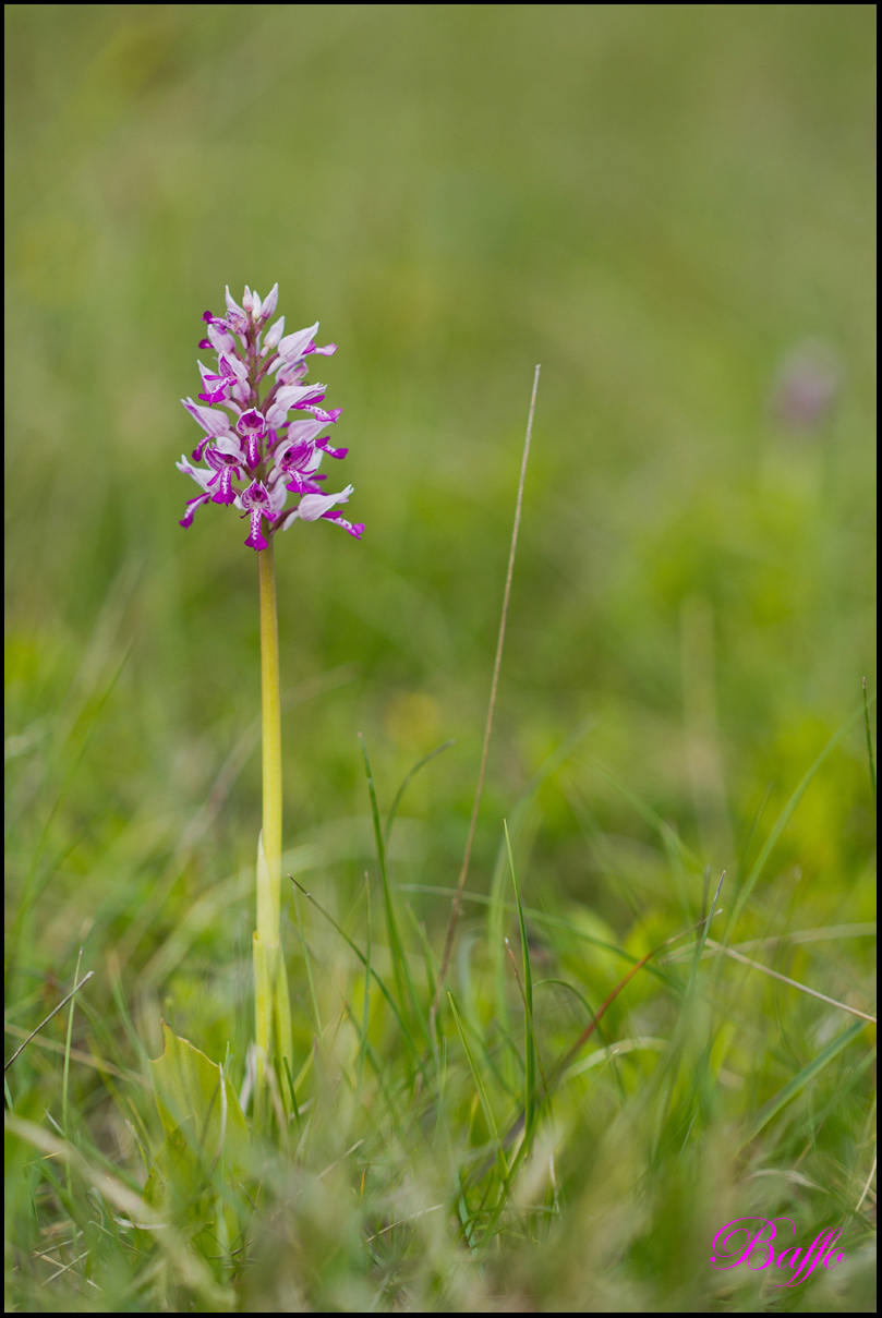 Orchis militaris / Orchidea militare